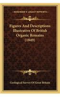 Figures and Descriptions Illustrative of British Organic Remains (1849)