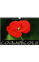 Coquelicots 2017