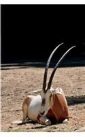 Scimitar Oryx Antelope Journal: 150 page lined notebook/diary