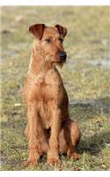 Irish Terrier