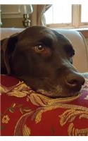 2020 Weekly Planner Cholcoate Lab Dog Labrador Retriever Rests Pillow 134 Pages: 2020 Planners Calendars Organizers Datebooks Appointment Books Agendas