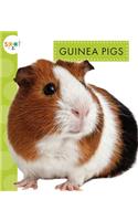 Guinea Pigs: (Spot Pets)
