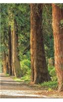 Trees In The Forest