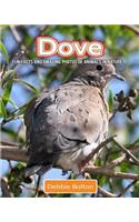 Dove: Fun Facts and Amazing Photos of Animals in Nature