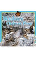 Wolves and Other Animals That Outrun Prey