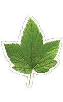 Woodland Whimsy Green Leaf Cutouts