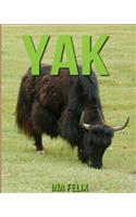 Yak