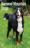 Bernese Mountain Dogs 2024 Square