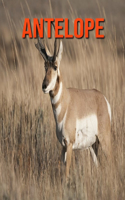 Antelope: Fun Learning Facts About Antelope