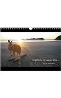 Wildlife of Australia - Face to Face / UK-Version 2017