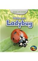 Life Story of a Ladybug