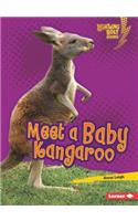 Meet a Baby Kangaroo