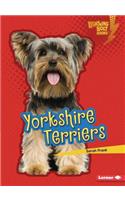 Yorkshire Terriers