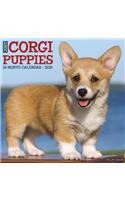 Just Corgi Puppies 2019 Wall Calendar (Dog Breed Calendar)