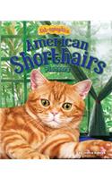 American Shorthairs