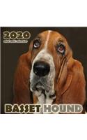 Basset Hound 2020 Mini Wall Calendar