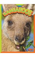 Kangaroos: (Wild Animal Kingdom)