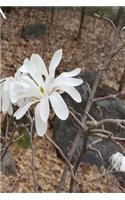 2019 Daily Planner Early Spring White Flowers 384 Pages: (2019 Planners Calendars Organizers Datebooks Appointment Books Agendas)
