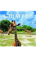 Giraffe Calendar 2019
