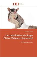 La Consultation Du Sugar Glider (Petaurus Breviceps)