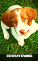 Brittany Spaniel
