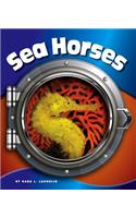 Sea Horses