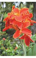 Canna Tropical Flower in Mexico Journal: 150 page lined notebook/diary