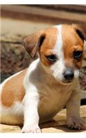 Such a Sweet Little Jack Russell Terrier Puppy Dog Pet Journal