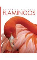 Amazing Animals: Flamingos