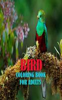 Bird Coloring Book For Adults