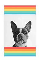 Boston Terrier