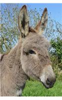 Inquisitive Little Gray Donkey Journal