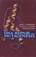 DNA Repair and Mutagenesis