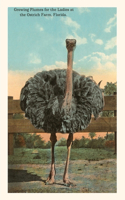 Vintage Journal Ostrich, Florida: (Pocket Sized - Found Image Press Journals)
