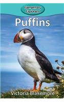 Puffins