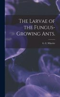 Larvae of the Fungus-growing Ants.