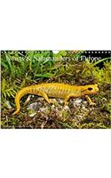 Newts & Salamanders / UK-Version 2017