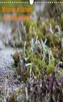 Mousses Et Lichens De Fontainebleau 2017