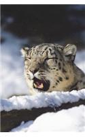 Snow Leopard in a Snow Drift Journal: 150 page lined notebook/diary