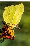 Brilliant Gonepteryx Rhamni Common Brimstone Butterfly Journal