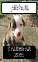 Pit bull Puppies Calendar 2021