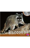 Raccoons