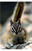 Cute Animal Journal #26: Chipmunk: 200 Page Journal/Notebook: Chipmunk: 200 Page Journal/Notebook