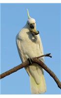 Sulphur-crested Cockatoo Journal: 150 page lined notebook/diary
