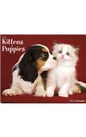 Kittens & Puppies