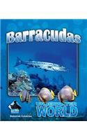 Barracuda