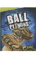 Ball Pythons: (Amazing Snakes!)