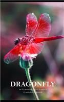 Dragonfly Note Monthly 2020 Planner 12 Month Calendar