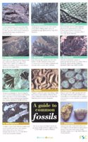 A Guide to Common Fossils