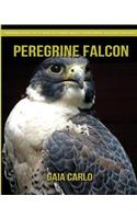 Peregrine Falcon